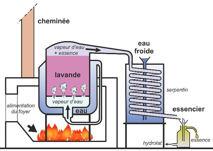 Les alambics à bain-marie et injection de vapeur - Absolue Lavande Sisteron  local culturel et commercial - Fabrication de Liqueurs - Huiles Essentielles