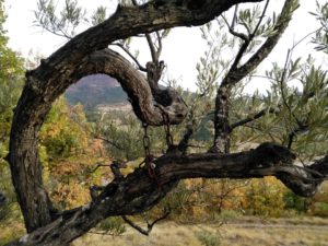 Vends olivette pour mon projet Lavande